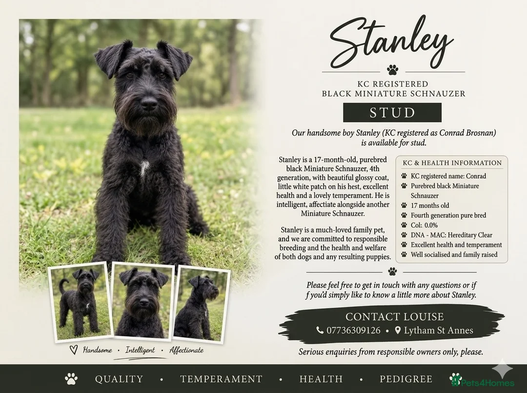 Miniature Schnauzer dogs for stud: For Stud 4th gen KC Registered Miniature Schnauzer - Advert 1