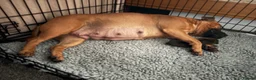 Staffordshire Bull Terrier dogs for sale: 1 beautiful staffy pup - Advert 5