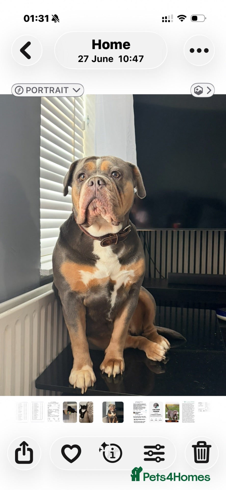 Olde English Bulldogge dogs Olde English bulldogw - Advert 5