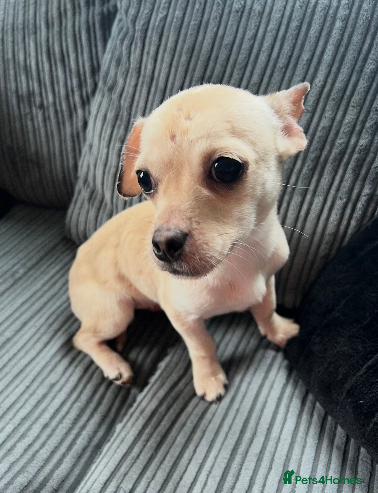 Mixed Breed dogs Jack Russell/Dachshund,Frug Cross - Advert 1