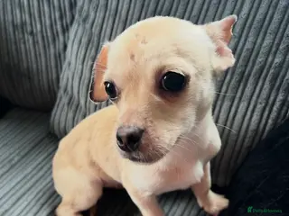 Mixed Breed dogs Jack Russell/Dachshund,Frug Cross - Advert 10