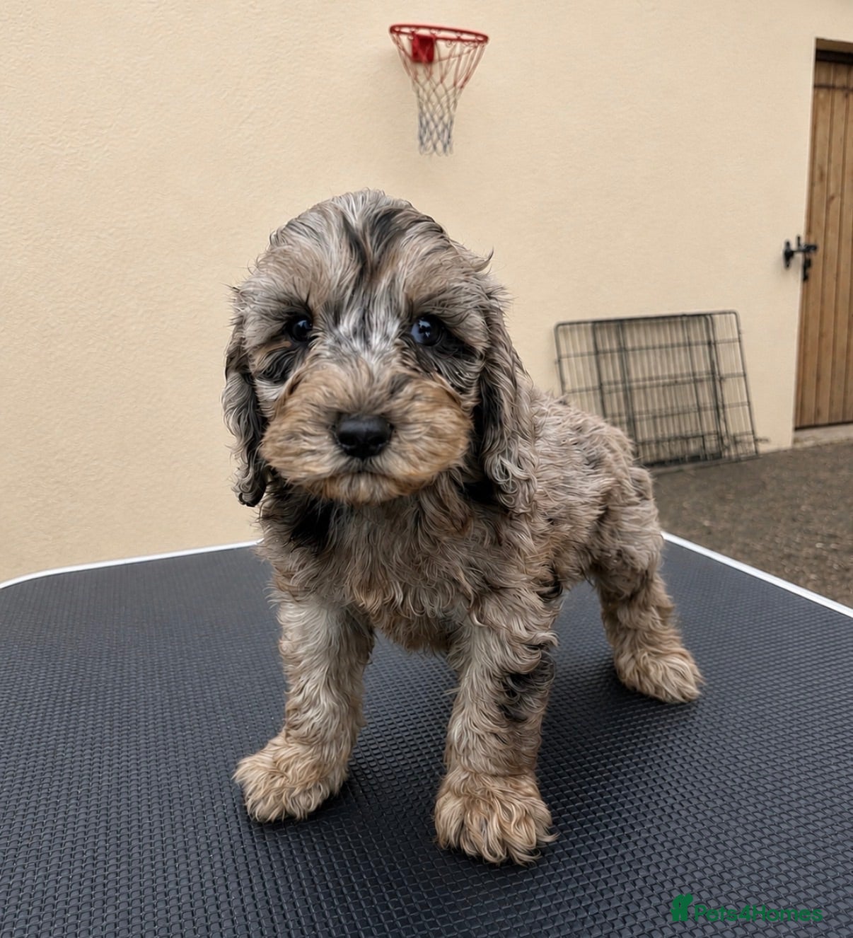 Cockapoo dogs Stunning F1b cockapoos  - Advert 16