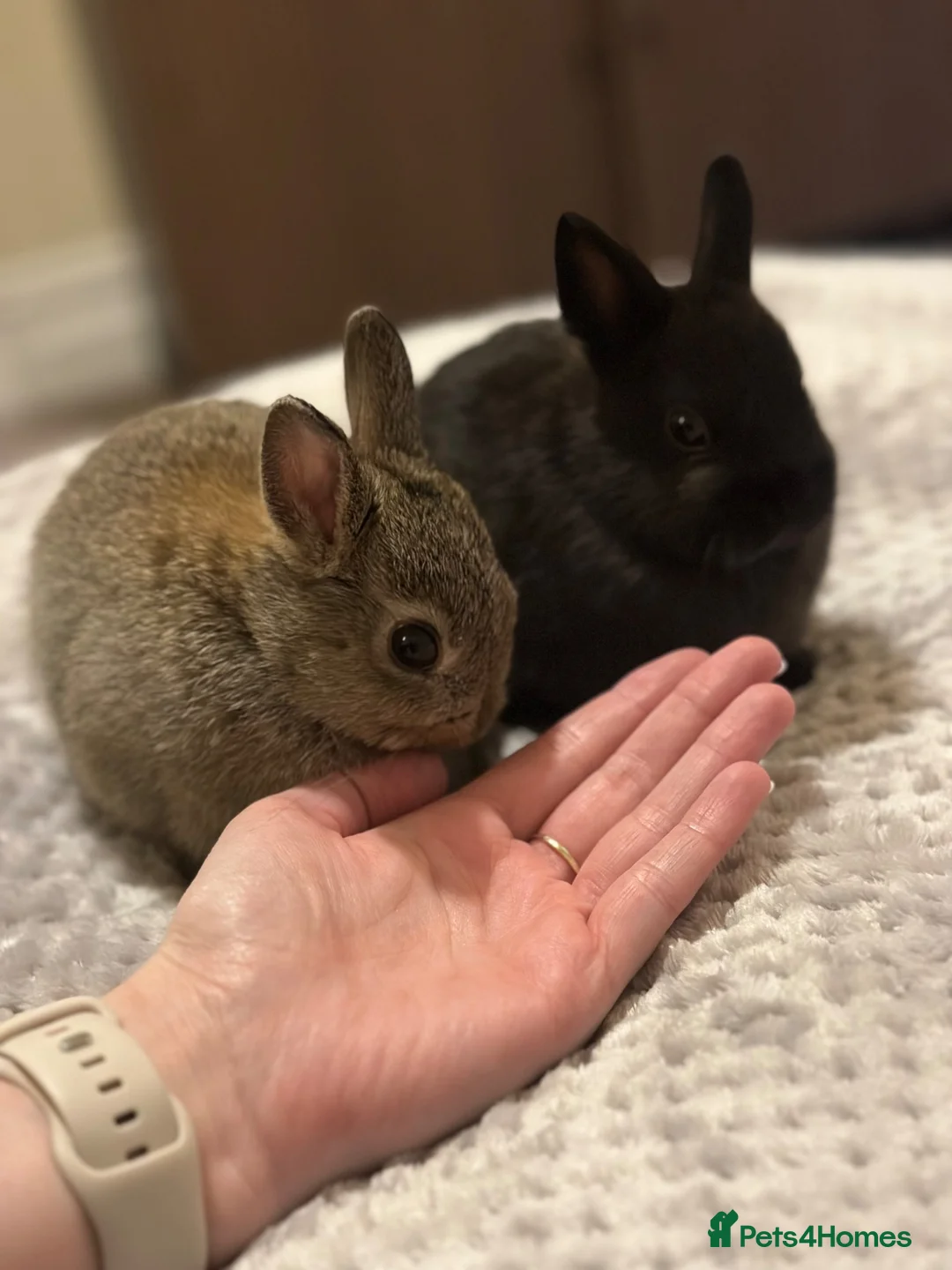 Netherland Dwarf rabbits for sale: 8 month brother and sister urgent rehoming! in London - Advert 1