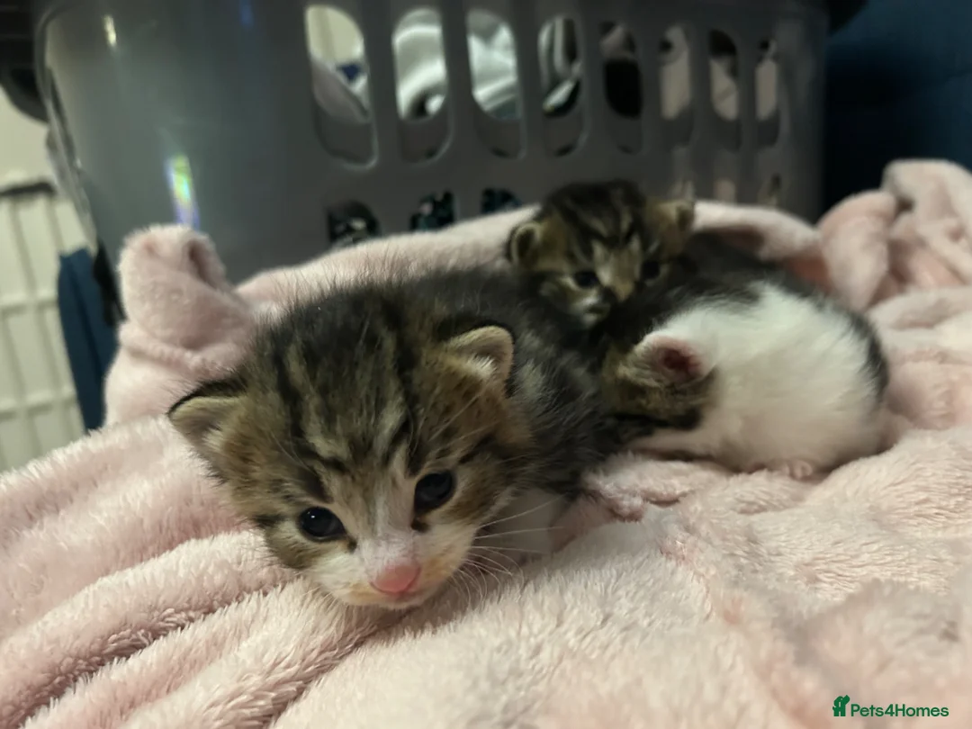 British Shorthair cats for sale: 3 adorable kittens for sale.  - Advert 1