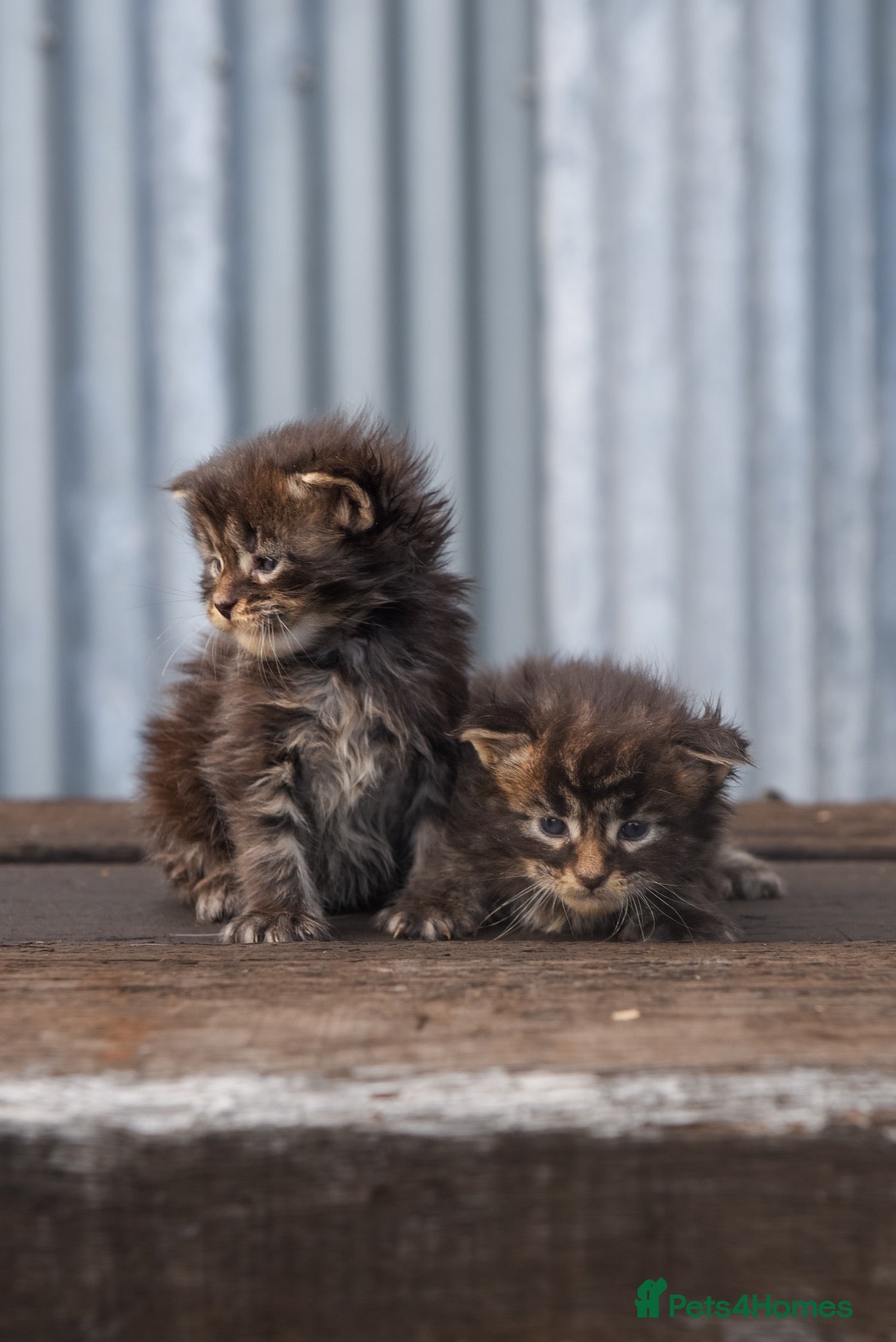 Maine Coon cats XL Maine coon kittens  - Advert 1