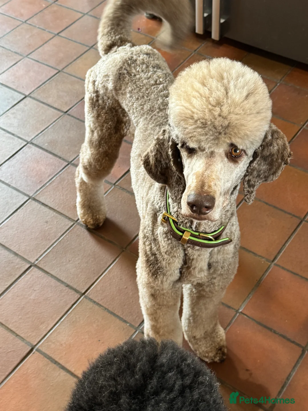 Standard Poodle dogs for sale: Standard Poodle Puppies Expected 19th May 2026 in Stone - Advert 2