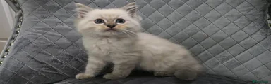 Zooble