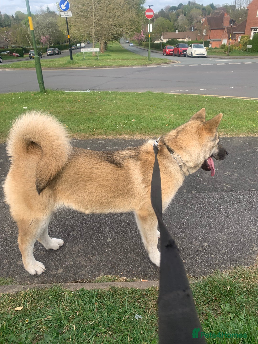 Akita dogs for sale: Female akita - Image 3