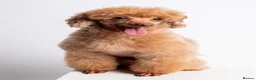 Toy Poodle dogs for stud: KC REG EXTENSIVELY HEALTH TESTED RED POODLE STUD  in Hoddesdon - Advert 3