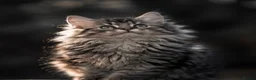 Siberian cats for sale: Siberian kittens in Chesterfield - Advert 13