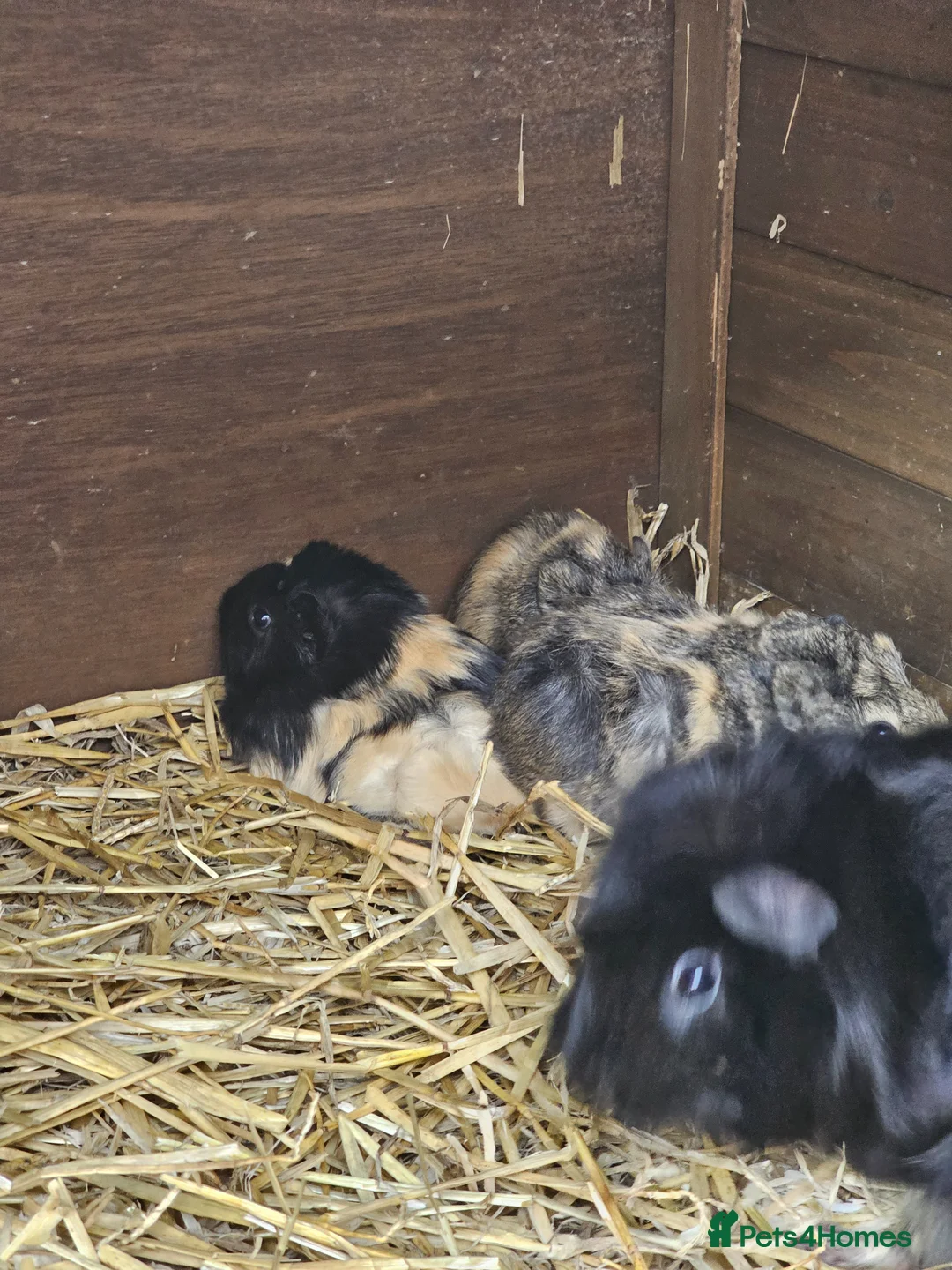 Guinea Pig rodents for sale: Guinea pigs need  good homes only  - Advert 2