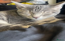 Russian Blue cats for sale: Gentle Russian Blue Mix – The Sweetest Boy Ever - Image 3