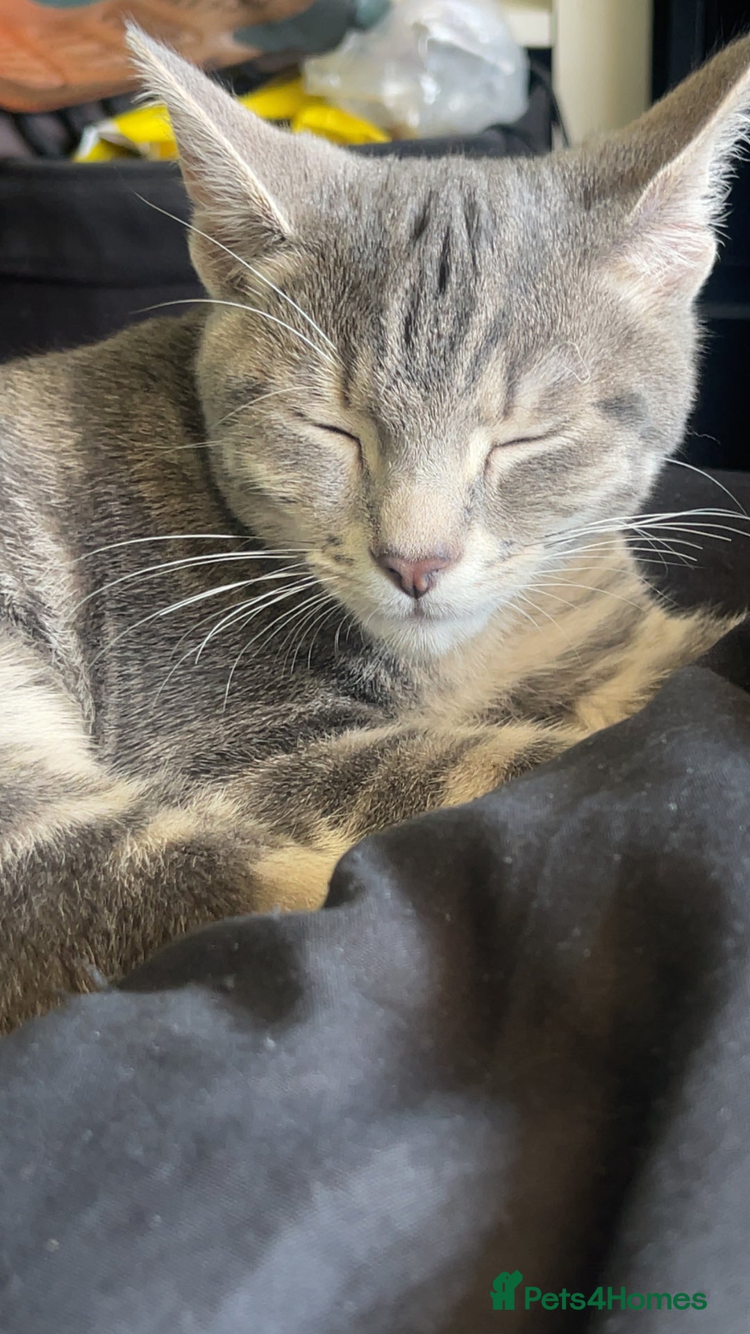 Russian Blue cats for sale: Gentle Russian Blue Mix – The Sweetest Boy Ever - Image 3