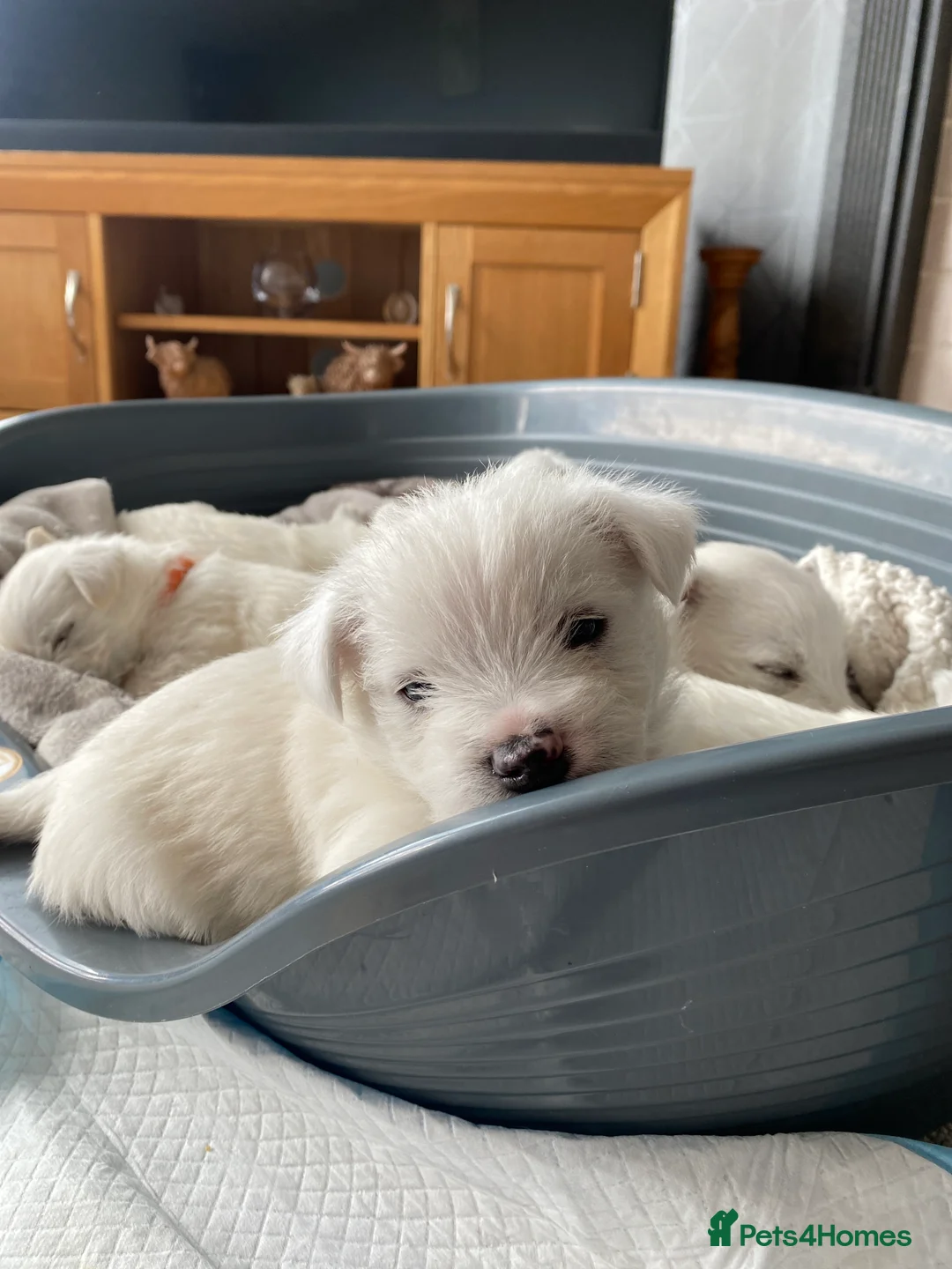 West Highland Terrier dogs for sale: Westie Puppies in Halifax - Advert 2