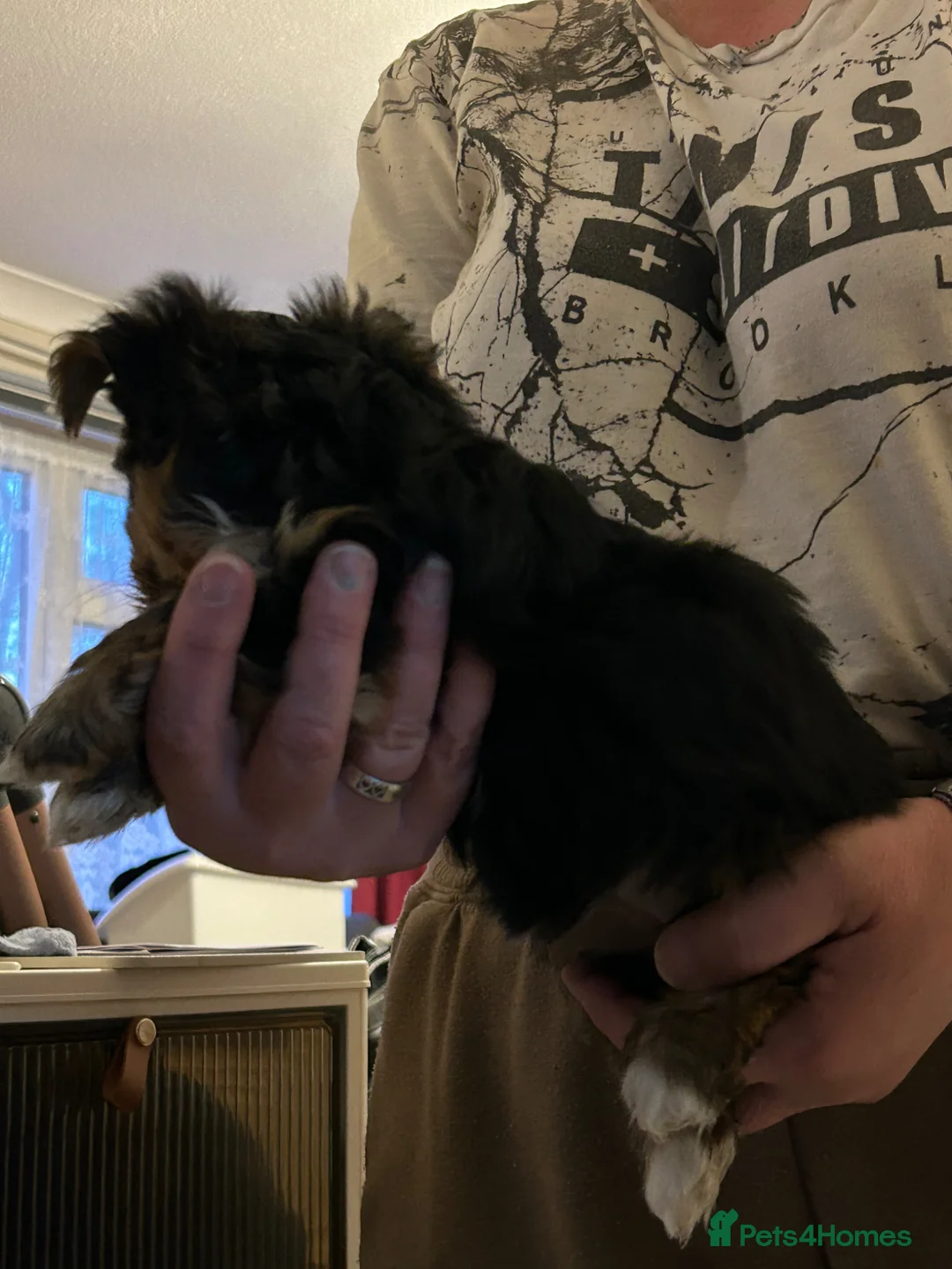 Yorkshire Terrier dogs for sale: Yorkshire Terrier puppies  - Advert 7