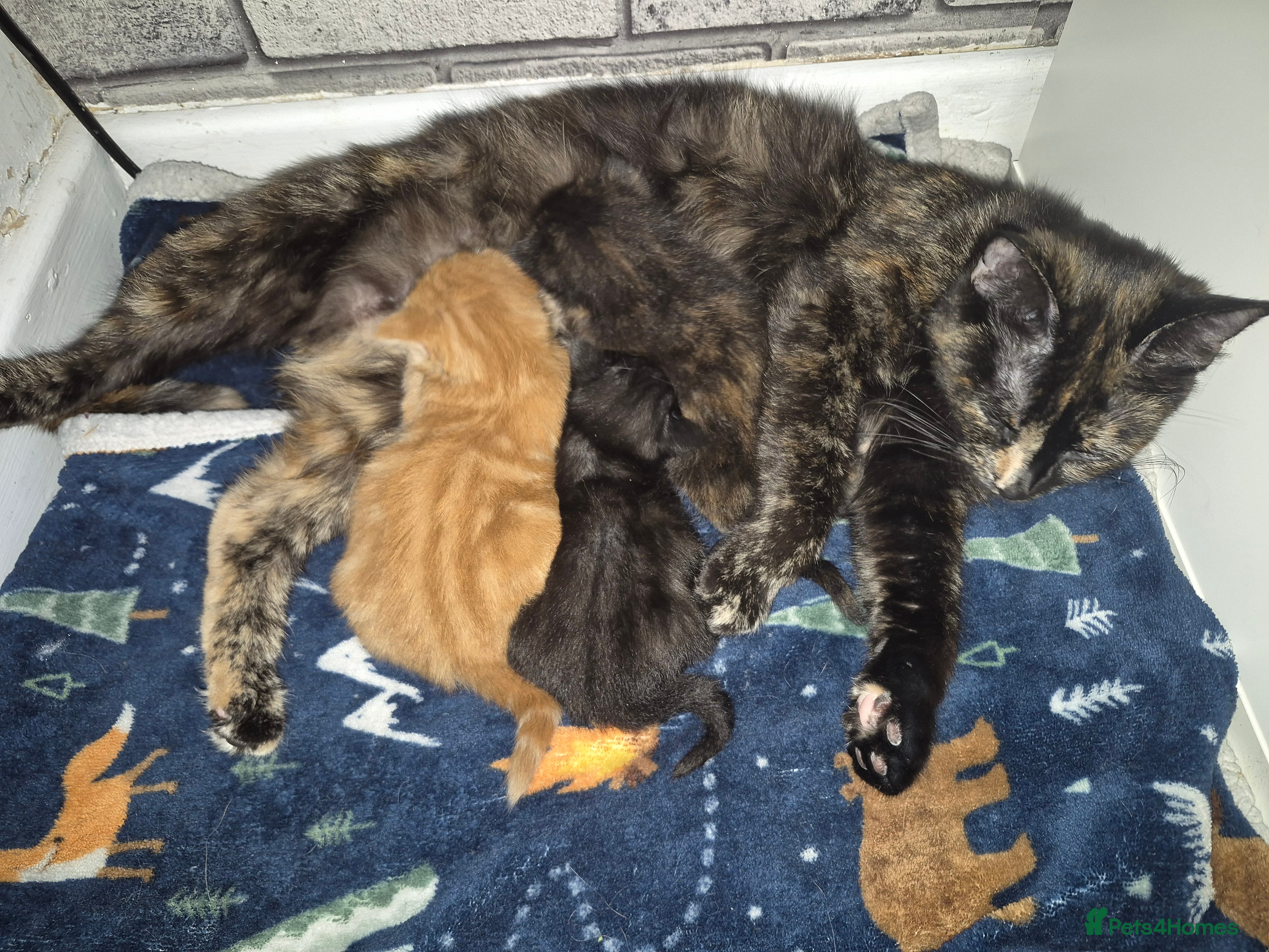 Mixed Breed cats 3 beautiful kittens - Advert 1