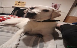 Labrador Retriever dogs for sale: Female labrador  - Image 7