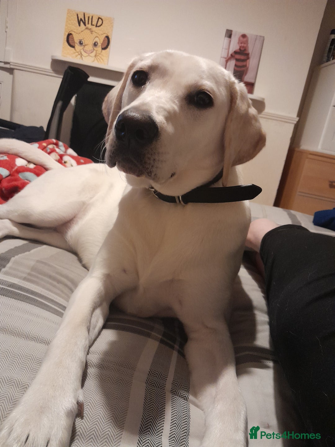 Labrador Retriever dogs for sale: Female labrador  - Image 7