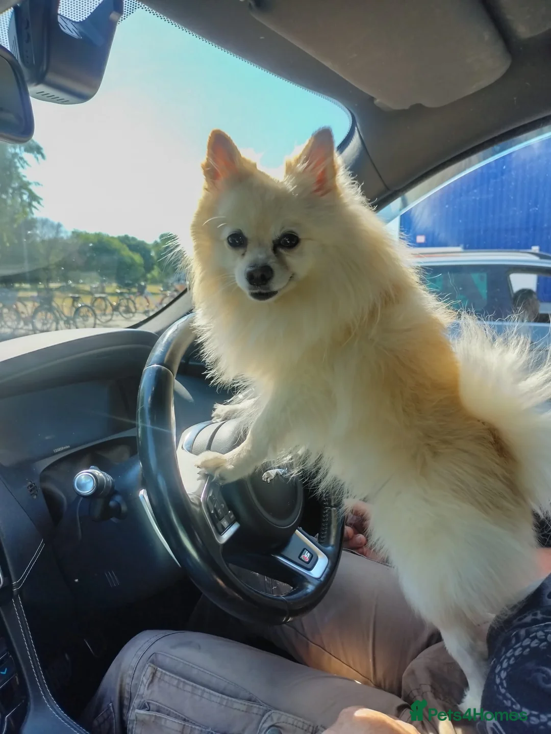 Pomeranian dogs for stud: Gorgeous Pomeranian for stud - Advert 2