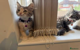 Mixed Breed cats for sale: Adorable Ragdoll and Norwegian Forest Kittens - Image 22