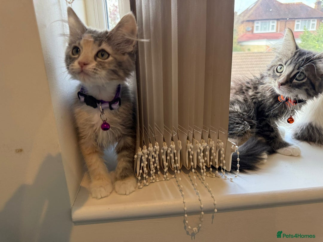 Mixed Breed cats for sale: Adorable Ragdoll and Norwegian Forest Kittens - Image 22
