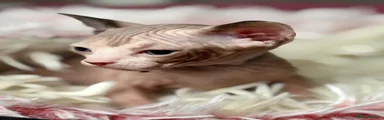 Sphynx Kitten 3