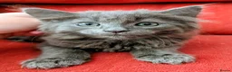 Mixed Breed cats for sale: Stunning Fluffy Kittens  - Advert 3