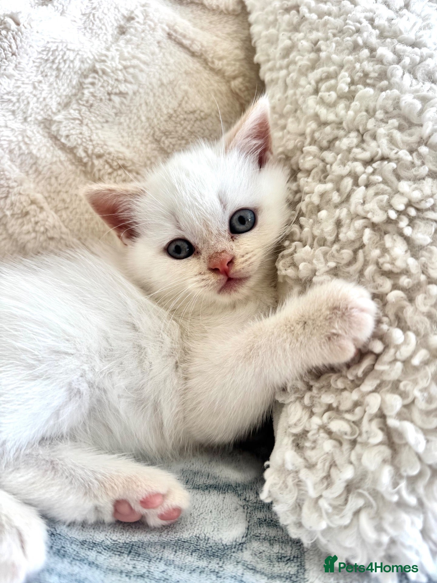 British Shorthair cats FULL PEDIGREE BSH KITTENS IN THE COTSWOLDS - Advert 2