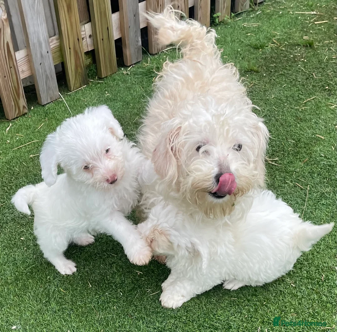 Schnoodle dogs for sale: STUNNING SCHNOODLE PUPPIES in Atherstone - Advert 2