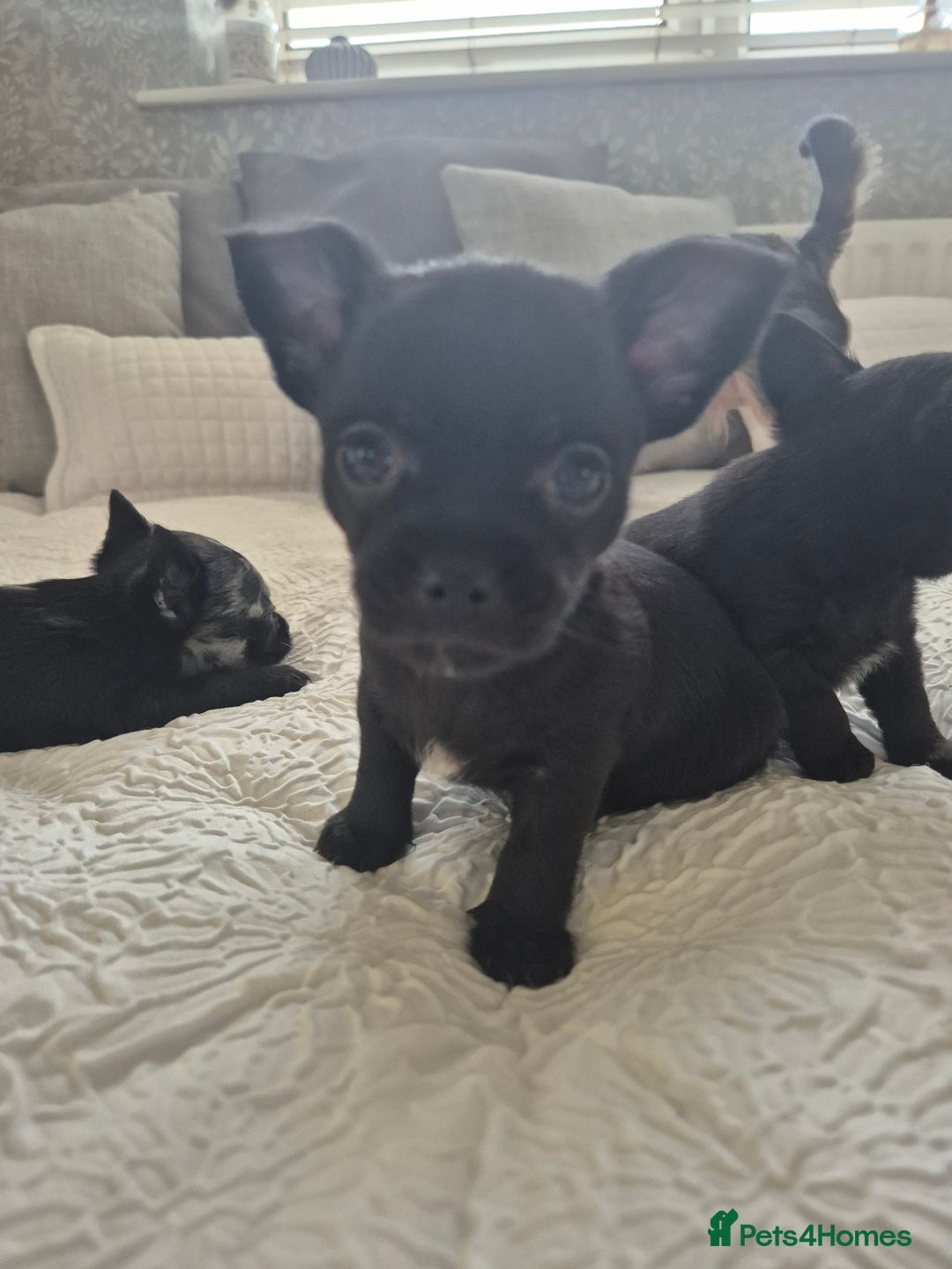 Chihuahua dogs for sale: 4 pure breed chihuahua, 2 merle  2 twins - Advert 26