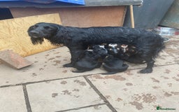 Cocker Spaniel dogs for sale: Working cocker spaniel puppies.  - Image 14