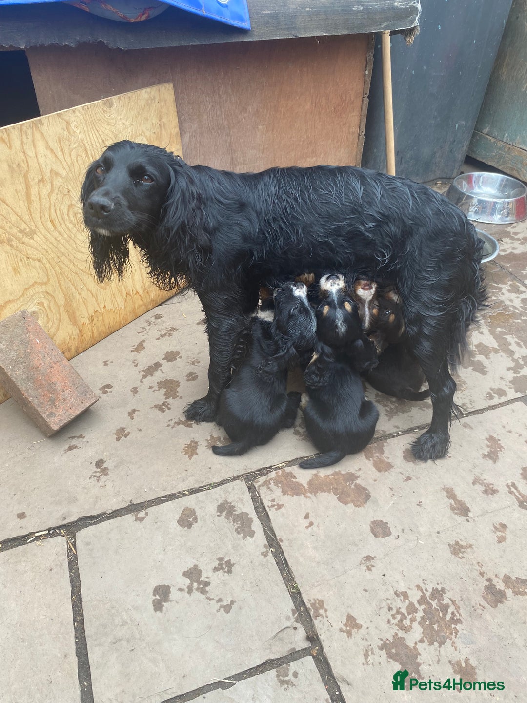 Cocker Spaniel dogs for sale: Working cocker spaniel puppies.  - Image 14
