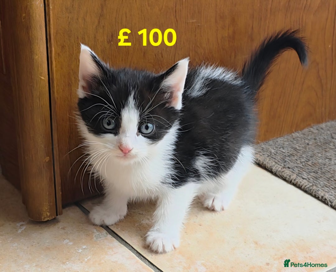 Mixed Breed cats for sale: 5 Adorable Kittens Ready for New Homes 🐾 - Image 2