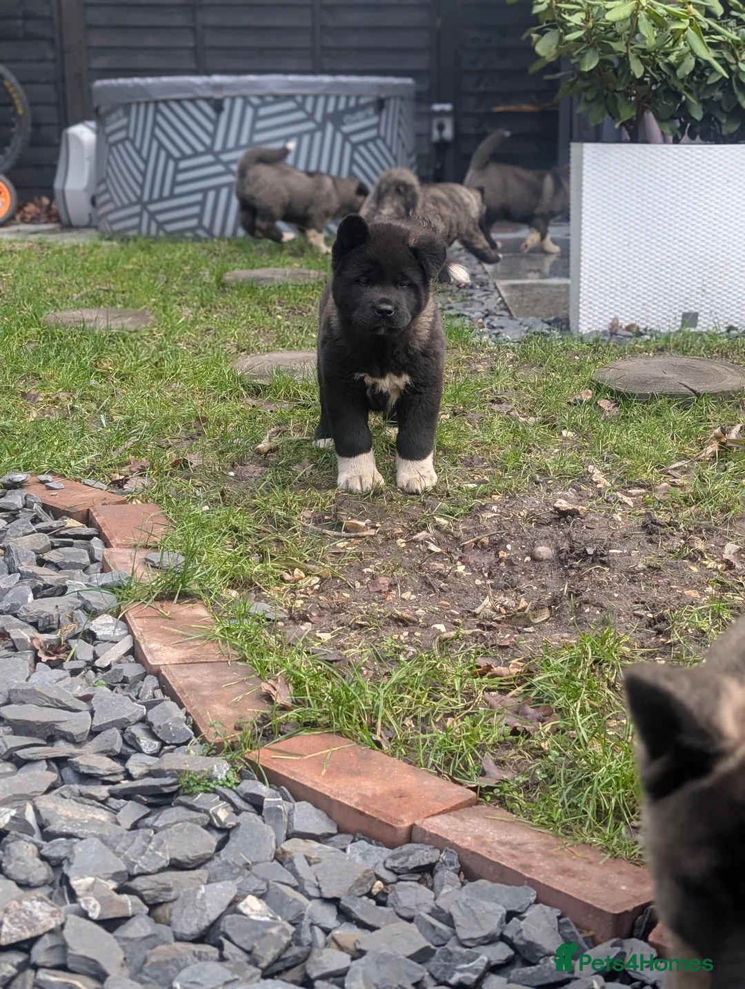 Akita dogs for sale: European Champions Bloodline American Akita's  - Advert 3