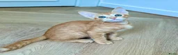 Arabian Mau cats for adoption: Two Male Rescue Kittens for Adoption Together in Carshalton - Advert 8