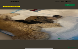 Mixed Breed dogs for sale: 3 beautiful froodle pups for sale 1 girl 2 boys - Image 1