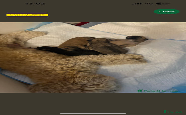 Mixed Breed dogs - Advert 3