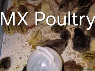 Quail poultry Mixed Jumbo/standard/celadon coturnix quails - Advert 1