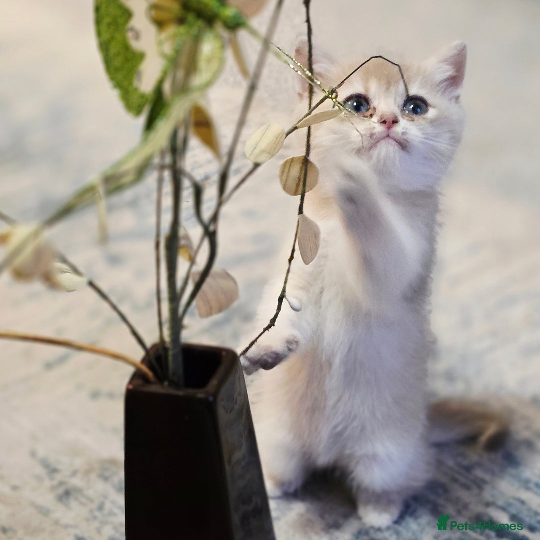 British Shorthair cats for sale: British shorthair Tica😻😽🐈😺😍🌹🌸🌼 - Advert 4