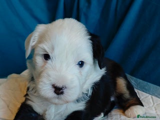 Tibetan Terrier dogs - Advert 3