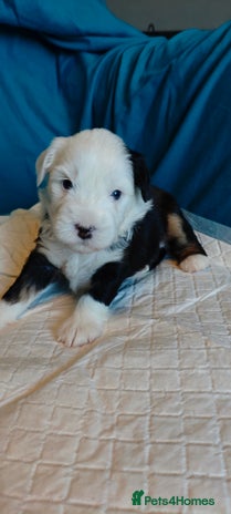Tibetan Terrier dogs - Advert 5