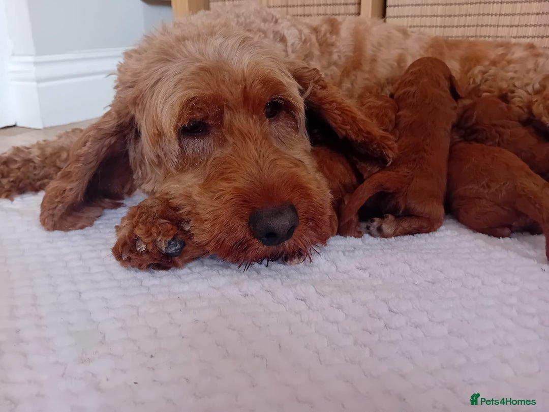 Cockapoo dogs for sale: Amazing F1b Cockapoos - Image 9