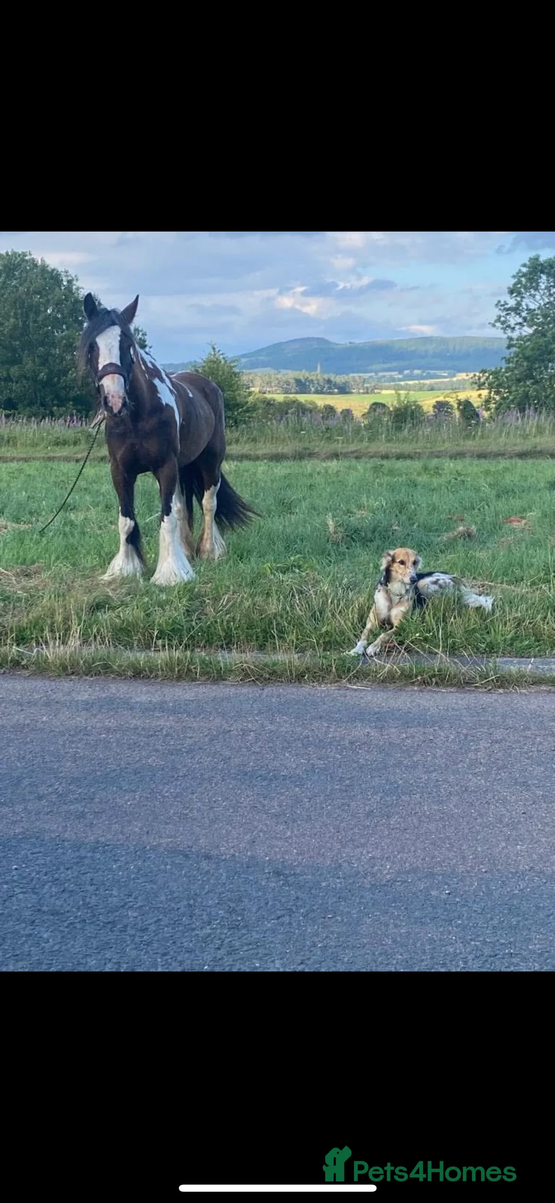 Lurcher dogs for sale: Red Merle Lurcher pup  - Advert 11