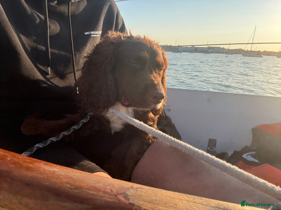 Cocker Spaniel dogs for sale: Oliver the Cocker Spaniel - Advert 4