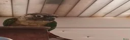 Conures birds for sale: Female green cheek conure  - Advert 2