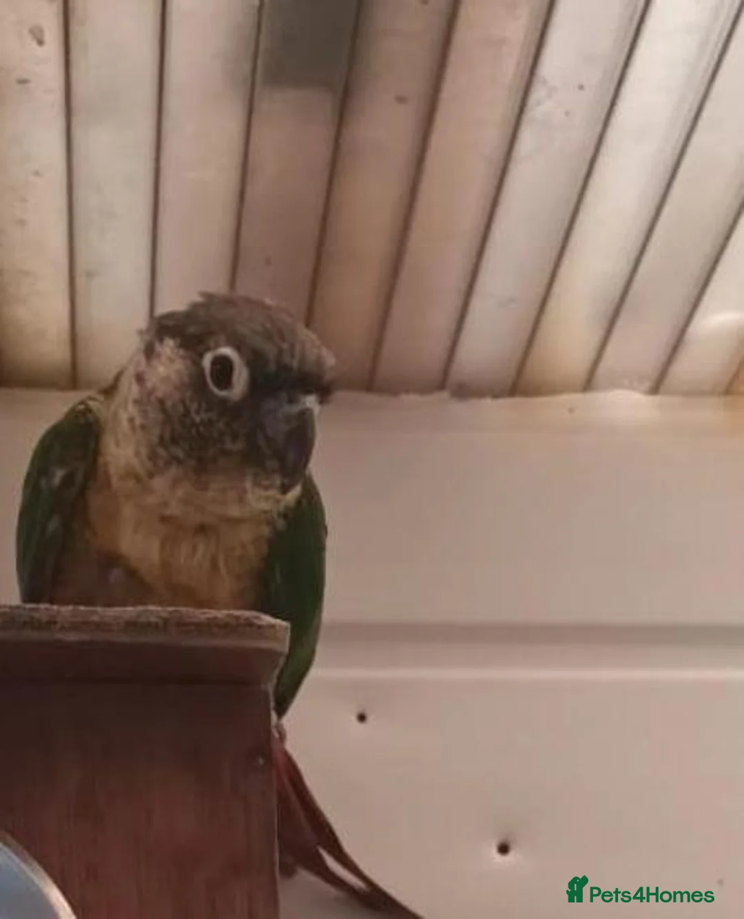 Conures birds for sale: Female green cheek conure  - Advert 2