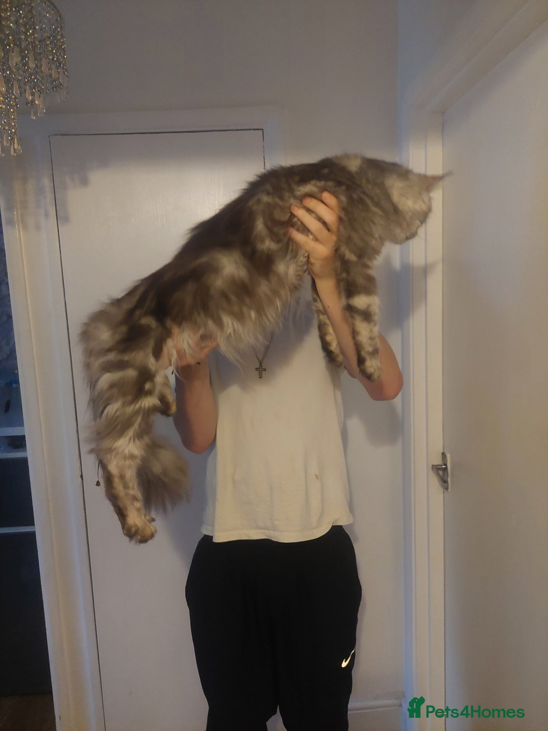 Ragcoon cats for sale: Beautiful ragcoon  - Image 7