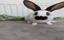 English Spot rabbits for sale: Old English spots ready to go to their new homes  - Image 12