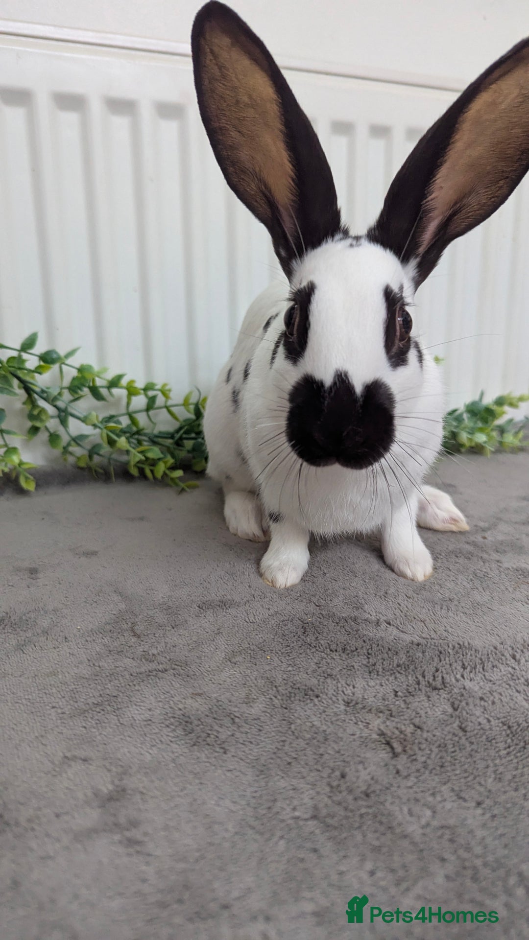 English Spot rabbits for sale: Old English spots ready to go to their new homes  - Image 12