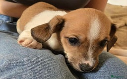 Dachshund dogs for sale: Dachshund x cavachon pups for sale - Image 1
